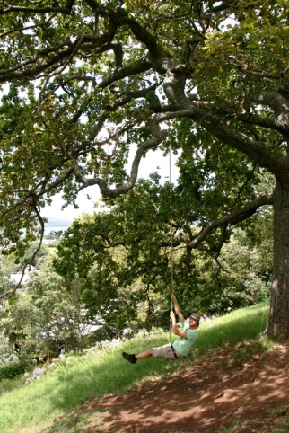 auckland (15)